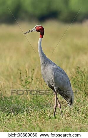 "Sarus Crane (Grus antigone), Keoladeo National Park, Bharatpur, Rajasthan, India, Asia" View Large Photo Image Stock Image - "Sarus Crane (Grus antigone), Keoladeo National Park, Bharatpur, Rajasthan, India, Asia". Fotosearch