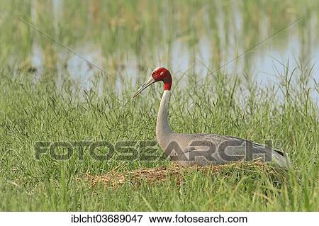 "Sarus Crane (Grus antigone), incubating eggs on the nest, Rajasthan, India, Asia" View Large Photo Image Stock Photo - "Sarus Crane (Grus antigone), incubating eggs on the nest, Rajasthan, India, Asia". Fotosearch