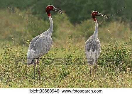"Sarus Cranes (Grus antigone), pair, Keoladeo National Park, Bharatpur, Rajasthan, India, Asia" View Large Photo Image Stock Photograph - "Sarus Cranes (Grus antigone), pair, Keoladeo National Park, Bharatpur, Rajasthan, India, Asia". Fotosearch