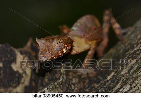 Stock Image - "Satanic Leaf Tailed Gecko (Uroplatus phantasticus), Ranomafana, Madagascar, Africa". Fotosearch