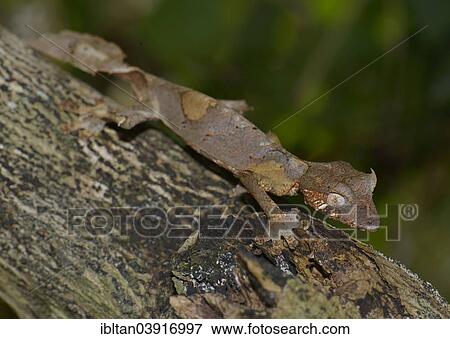 "Satanic Leaf Tailed Gecko (Uroplatus phantasticus), Ranomafana National Park, Fianarantsoa province, Madagascar, Africa" View Large Photo Image Stock Photo - "Satanic Leaf Tailed Gecko (Uroplatus phantasticus), Ranomafana National Park, Fianarantsoa province, Madagascar, Africa". Fotosearch