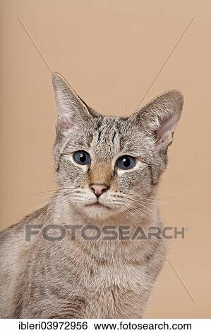 "Savannah, cat breed" View Large Photo Image Stock Photograph - "Savannah, cat breed". Fotosearch