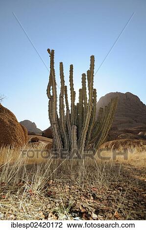 Savannah landscape with a Cactus (Cactaceae), granite rocks and Spitzkoppe Mountain, Spitzkoppe, Grosse Spitzkuppe Nature Reserve, Namibia, Africa View Large Photo Image Stock Image - Savannah landscape with a Cactus (Cactaceae), granite rocks and Spitzkoppe Mountain, Spitzkoppe, Grosse Spitzkuppe Nature Reserve, Namibia, Africa. Fotosearch
