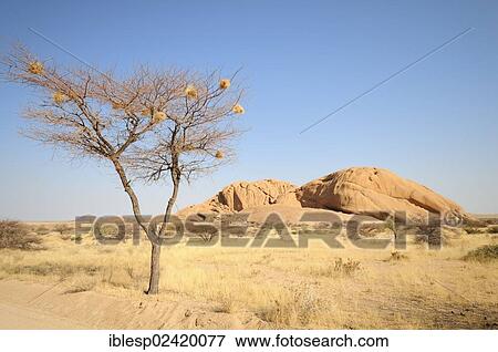 Stock Photo - Savannah landscape with granite rocks of the Pontok Mountains, Spitzkoppe, Grosse Spitzkuppe Nature Reserve, Namibia, Africa. Fotosearch