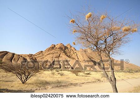 Stock Photography - Savannah landscape with granite rocks of the Pontok Mountains, Pontok-Berge, Spitzkoppe, Grosse Spitzkuppe Nature Reserve, Namibia, Africa. Fotosearch