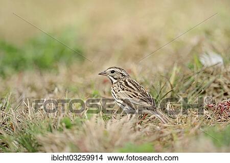 Picture - "Savannah Sparrow (Passerculus sandwichensis) in the grass, Florida, United States, North America". Fotosearch