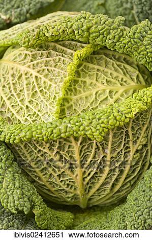 Savoy cabbage (Brassica oleracea convar. capitata var. sabauda) View Large Photo Image Stock Image - Savoy cabbage (Brassica oleracea convar. capitata var. sabauda). Fotosearch
