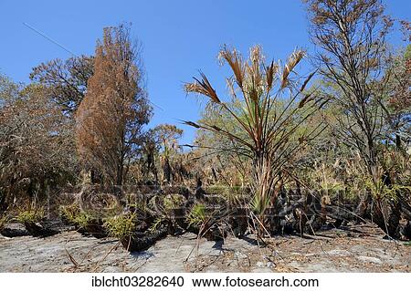Stock Image - "Saw Palmetto (Serenoa repens) and trees after a forest fire, Fort De Soto Park, Florida, United States, North America". Fotosearch