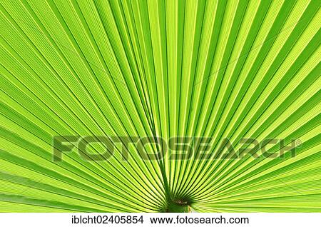 "Saw Palmetto (Serenoa repens), leaf detail, Florida, USA" View Large Photo Image Picture - "Saw Palmetto (Serenoa repens), leaf detail, Florida, USA". Fotosearch