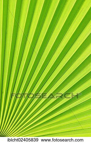 "Saw Palmetto (Serenoa repens), leaf detail, Florida, USA" View Large Photo Image Stock Photo - "Saw Palmetto (Serenoa repens), leaf detail, Florida, USA". Fotosearch