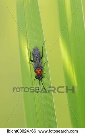 "Sawfly (Dolerus spec. ), North Rhine-Westphalia, Germany, Europe" View Large Photo Image Stock Photograph - "Sawfly (Dolerus spec. ), North Rhine-Westphalia, Germany, Europe". Fotosearch