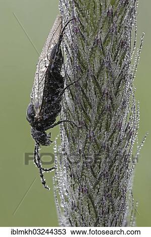 "Sawfly (Tenthredinidae), Bad Hersfeld, Bad Hersfeld, Hesse, Germany, Europe" View Large Photo Image Stock Image - "Sawfly (Tenthredinidae), Bad Hersfeld, Bad Hersfeld, Hesse, Germany, Europe". Fotosearch