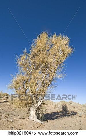 "Saxaul (Haloxylon sp. ), habit, growing in desert, Khongoryn Els Sand Dunes, Southern Gobi Desert, Mongolia, Asia" View Large Photo Image Stock Photography - "Saxaul (Haloxylon sp. ), habit, growing in desert, Khongoryn Els Sand Dunes, Southern Gobi Desert, Mongolia, Asia". Fotosearch