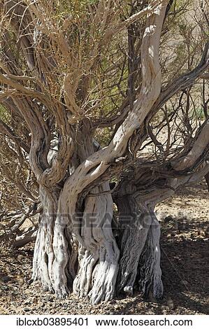 "Saxaul tree (Haloxylon sp. ), Gobi Gurvansaikhan National Park, southern Gobi Desert, Omnogovi Province, Mongolia, Asia" View Large Photo Image Stock Image - "Saxaul tree (Haloxylon sp. ), Gobi Gurvansaikhan National Park, southern Gobi Desert, Omnogovi Province, Mongolia, Asia". Fotosearch