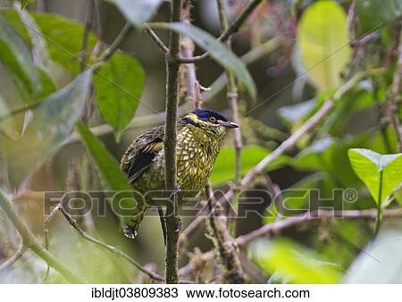 Stock Image - "Scaled Fruiteater (Ampelioides tschudii), Choco, Ecuador, South America". Fotosearch