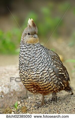 Stock Image - "Scaled Quail, Blue Quail or Cottontop (Callipepla squamata), native to North America, in captivity, North Rhine-Westphalia, Germany, Europe". Fotosearch