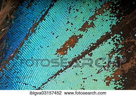 Stock Image - "Scales of a butterfly wing from a Meander Prepona (Archaeoprepona meander), upper wing surface, Tambopata, Peru, South America". Fotosearch
