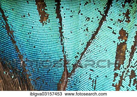 Stock Image - "Scales of a butterfly wing from a Meander Prepona (Archaeoprepona meander), upper wing surface, Tambopata, Peru, South America". Fotosearch