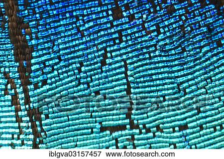 Stock Photo - "Scales of a butterfly wing from a Meander Prepona (Archaeoprepona meander), upper wing surface, Tambopata, Peru, South America". Fotosearch