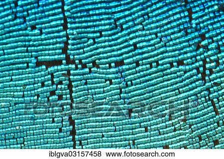 "Scales of a butterfly wing from a Meander Prepona (Archaeoprepona meander), upper wing surface, Tambopata, Peru, South America" View Large Photo Image Stock Photo - "Scales of a butterfly wing from a Meander Prepona (Archaeoprepona meander), upper wing surface, Tambopata, Peru, South America". Fotosearch