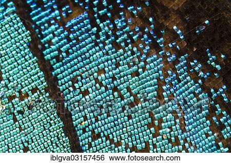 "Scales of a butterfly wing from a Meander Prepona (Archaeoprepona meander), upper wing surface, Tambopata, Peru, South America" View Large Photo Image Stock Photograph - "Scales of a butterfly wing from a Meander Prepona (Archaeoprepona meander), upper wing surface, Tambopata, Peru, South America". Fotosearch