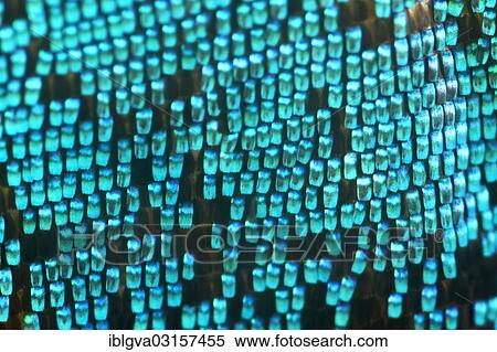 "Scales of a butterfly wing from a Meander Prepona (Archaeoprepona meander), upper wing surface, Tambopata, Peru, South America" View Large Photo Image Stock Photography - "Scales of a butterfly wing from a Meander Prepona (Archaeoprepona meander), upper wing surface, Tambopata, Peru, South America". Fotosearch