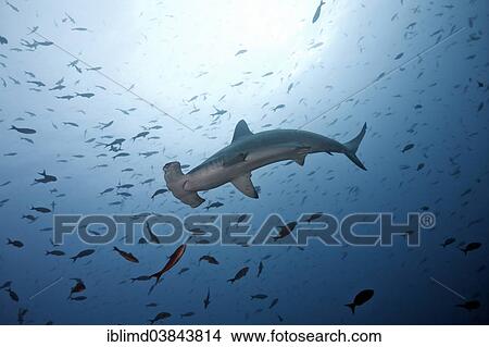 "Scalloped Hammerhead Shark (Sphyrna lewini), Cocos Island, Costa Rica, North America" View Large Photo Image Picture - "Scalloped Hammerhead Shark (Sphyrna lewini), Cocos Island, Costa Rica, North America". Fotosearch
