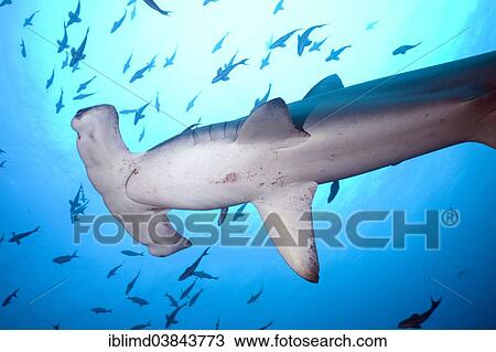 Stock Image - "Scalloped Hammerhead Shark (Sphyrna lewini), Cocos Island, Costa Rica, North America". Fotosearch
