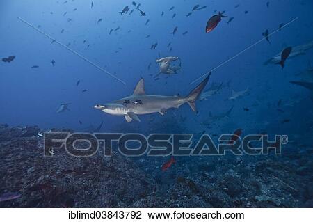 "Scalloped Hammerhead Shark (Sphyrna lewini), Cocos Island, Costa Rica, North America" View Large Photo Image Stock Image - "Scalloped Hammerhead Shark (Sphyrna lewini), Cocos Island, Costa Rica, North America". Fotosearch
