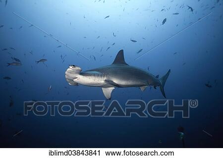 "Scalloped Hammerhead Shark (Sphyrna lewini), Cocos Island, Costa Rica, North America" View Large Photo Image Stock Image - "Scalloped Hammerhead Shark (Sphyrna lewini), Cocos Island, Costa Rica, North America". Fotosearch