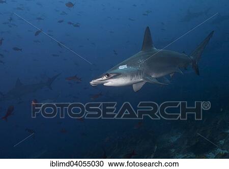 "Scalloped Hammerhead Shark (Sphyrna lewini), Cocos Island, Costa Rica, North America" View Large Photo Image Stock Image - "Scalloped Hammerhead Shark (Sphyrna lewini), Cocos Island, Costa Rica, North America". Fotosearch