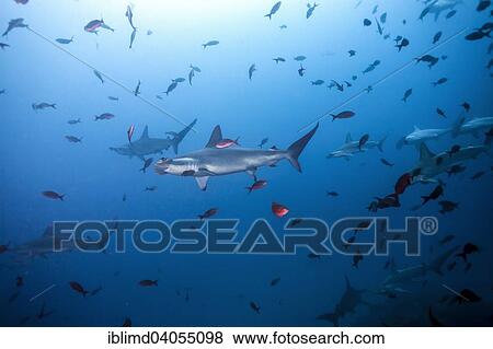 "Scalloped Hammerhead Shark (Sphyrna lewini), Cocos Island, Costa Rica, North America" View Large Photo Image Stock Photo - "Scalloped Hammerhead Shark (Sphyrna lewini), Cocos Island, Costa Rica, North America". Fotosearch