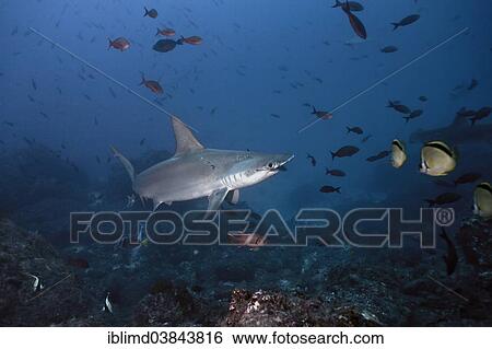 "Scalloped Hammerhead Shark (Sphyrna lewini), Cocos Island, Costa Rica, North America" View Large Photo Image Stock Photograph - "Scalloped Hammerhead Shark (Sphyrna lewini), Cocos Island, Costa Rica, North America". Fotosearch