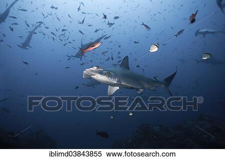 "Scalloped Hammerhead Shark (Sphyrna lewini), Cocos Island, Costa Rica, North America" View Large Photo Image Stock Photography - "Scalloped Hammerhead Shark (Sphyrna lewini), Cocos Island, Costa Rica, North America". Fotosearch