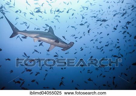"Scalloped Hammerhead Shark (Sphyrna lewini), Cocos Island, Costa Rica, North America" View Large Photo Image Stock Photography - "Scalloped Hammerhead Shark (Sphyrna lewini), Cocos Island, Costa Rica, North America". Fotosearch