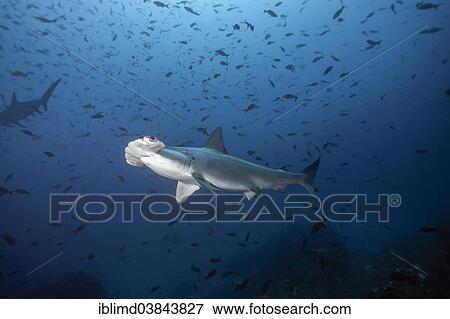 "Scalloped Hammerhead Sharks (Sphyrna lewini), Cocos Island, Costa Rica, North America" View Large Photo Image Stock Photo - "Scalloped Hammerhead Sharks (Sphyrna lewini), Cocos Island, Costa Rica, North America". Fotosearch