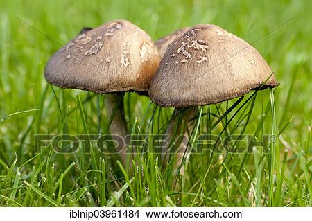 "Scaly Wood mushrooms (Agaricus silvaticus), Amager, Denmark, Europe" View Large Photo Image Picture - "Scaly Wood mushrooms (Agaricus silvaticus), Amager, Denmark, Europe". Fotosearch