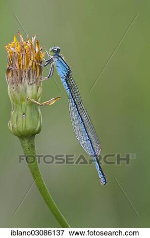 "Scarce Blue-tailed Damselfly or Small Bluetail (Ischnura pumilio), Burgenland, Austria, Europe" View Large Photo Image Stock Photo - "Scarce Blue-tailed Damselfly or Small Bluetail (Ischnura pumilio), Burgenland, Austria, Europe". Fotosearch