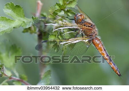 "Scarce Chaser (Libellula fulva), female, Mecklenburg Lake District, Mecklenburg-Western Pomerania, Germany, Europe" View Large Photo Image Stock Image - "Scarce Chaser (Libellula fulva), female, Mecklenburg Lake District, Mecklenburg-Western Pomerania, Germany, Europe". Fotosearch