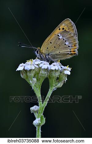 "Scarce Copper (Lycaena virgaureae), Seewertal, Otztaler Alpen, South Tyrol province, Trentino-Alto Adige, Italy, Europe" View Large Photo Image Stock Photo - "Scarce Copper (Lycaena virgaureae), Seewertal, Otztaler Alpen, South Tyrol province, Trentino-Alto Adige, Italy, Europe". Fotosearch