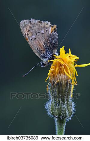 "Scarce Copper (Lycaena virgaureae), Seewertal, Otztaler Alpen, South Tyrol province, Trentino-Alto Adige, Italy, Europe" View Large Photo Image Stock Photo - "Scarce Copper (Lycaena virgaureae), Seewertal, Otztaler Alpen, South Tyrol province, Trentino-Alto Adige, Italy, Europe". Fotosearch