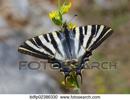 "Scarce Swallowtail (Iphiclides podalirius), adult male, feeding on flowers, Andalucia, Spain, Europe" View Large Photo Image Stock Image - "Scarce Swallowtail (Iphiclides podalirius), adult male, feeding on flowers, Andalucia, Spain, Europe". Fotosearch