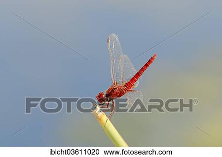 "Scarlet Dragonfly (Crocothemis erythraea), male, Central Macedonia, Greece, Europe" View Large Photo Image Stock Image - "Scarlet Dragonfly (Crocothemis erythraea), male, Central Macedonia, Greece, Europe". Fotosearch