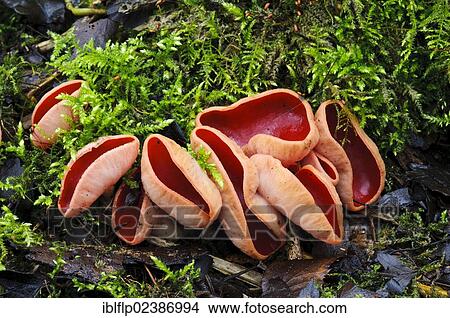 "Scarlet Elf Cup (Sarcoscypha austriaca), fruiting bodies, growing on moss covered wood, Sevenoaks Wildlife Reserve, Kent, England, United Kingdom, Europe" View Large Photo Image Picture - "Scarlet Elf Cup (Sarcoscypha austriaca), fruiting bodies, growing on moss covered wood, Sevenoaks Wildlife Reserve, Kent, England, United Kingdom, Europe". Fotosearch