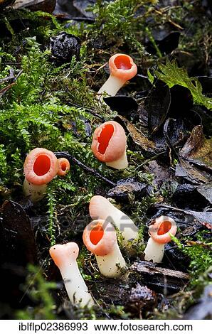 "Scarlet Elf Cup (Sarcoscypha austriaca), fruiting bodies, newly emerged, growing amongst moss, Sevenoaks Wildlife Reserve, Kent, England, United Kingdom, Europe" View Large Photo Image Stock Image - "Scarlet Elf Cup (Sarcoscypha austriaca), fruiting bodies, newly emerged, growing amongst moss, Sevenoaks Wildlife Reserve, Kent, England, United Kingdom, Europe". Fotosearch