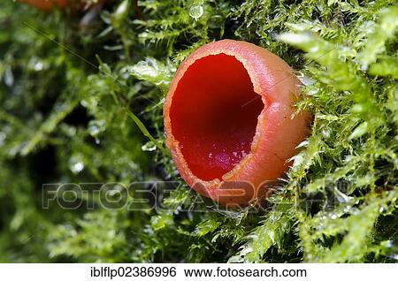 "Scarlet Elf Cup (Sarcoscypha austriaca), fruiting body, growing on moss covered wood, Sevenoaks Wildlife Reserve, Kent, England, United Kingdom, Europe" View Large Photo Image Stock Photograph - "Scarlet Elf Cup (Sarcoscypha austriaca), fruiting body, growing on moss covered wood, Sevenoaks Wildlife Reserve, Kent, England, United Kingdom, Europe". Fotosearch