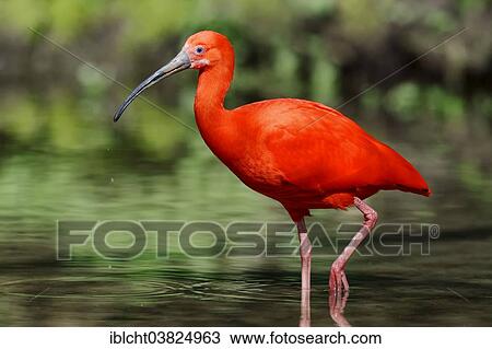 "Scarlet Ibis (Eudocimus ruber), native to South America, captive, Germany, Europe" View Large Photo Image Stock Image - "Scarlet Ibis (Eudocimus ruber), native to South America, captive, Germany, Europe". Fotosearch