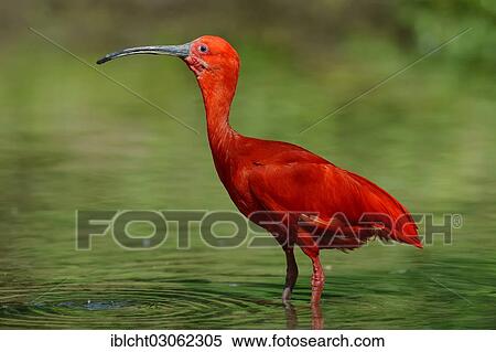 "Scarlet Ibis (Eudocimus ruber), occurrence in South America, captive, The Netherlands, Europe" View Large Photo Image Stock Photography - "Scarlet Ibis (Eudocimus ruber), occurrence in South America, captive, The Netherlands, Europe". Fotosearch