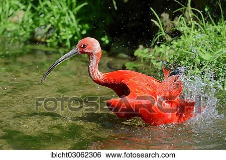 "Scarlet Ibis (Eudocimus ruber), taking a bath, occurrence in South America, captive, The Netherlands, Europe" View Large Photo Image Stock Photograph - "Scarlet Ibis (Eudocimus ruber), taking a bath, occurrence in South America, captive, The Netherlands, Europe". Fotosearch