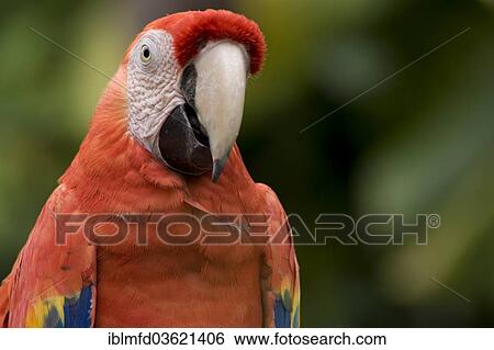 "Scarlet Macaw (Ara Macao) in the amusement park of Xcaret, Xcaret, Playa del Carmen, Quintana Roo, Mexico, North America" View Large Photo Image Stock Photograph - "Scarlet Macaw (Ara Macao) in the amusement park of Xcaret, Xcaret, Playa del Carmen, Quintana Roo, Mexico, North America". Fotosearch